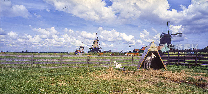荷兰的标志性景观。
