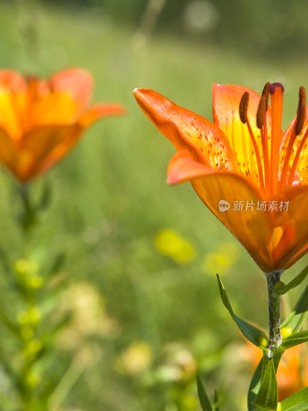 野百合的花