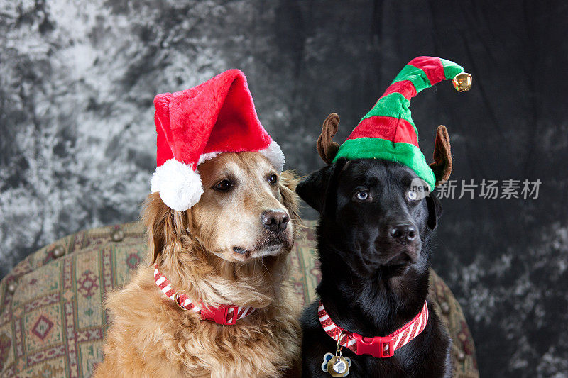两只戴着圣诞帽的寻回犬