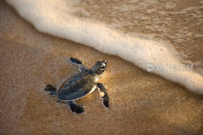 刚孵出的小海龟向大海游去