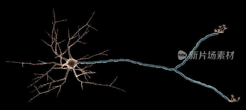 多极神经元