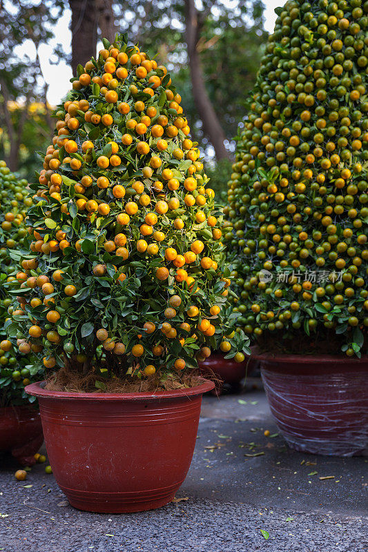 越南，金橘树是农历新年的象征