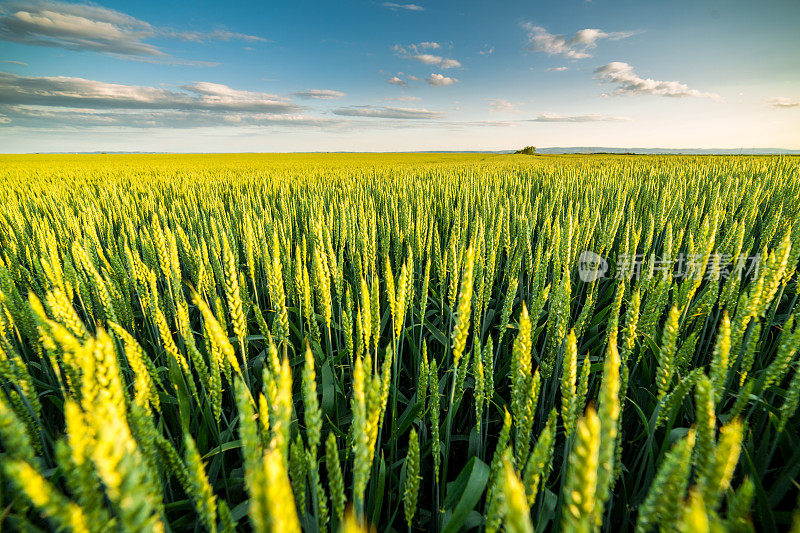 绿色的麦田里发芽的小麦。