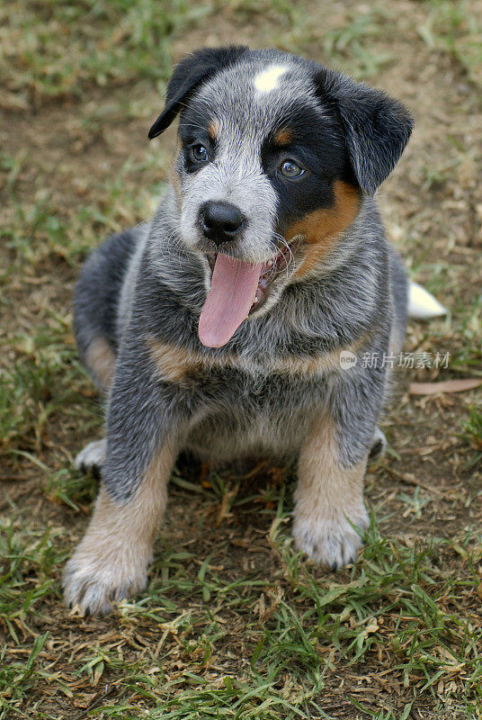 蓝色希勒犬，澳大利亚牧牛犬