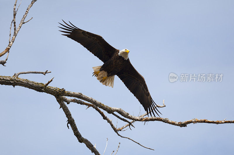 秃鹰勇敢地飞翔，优雅地穿过树枝