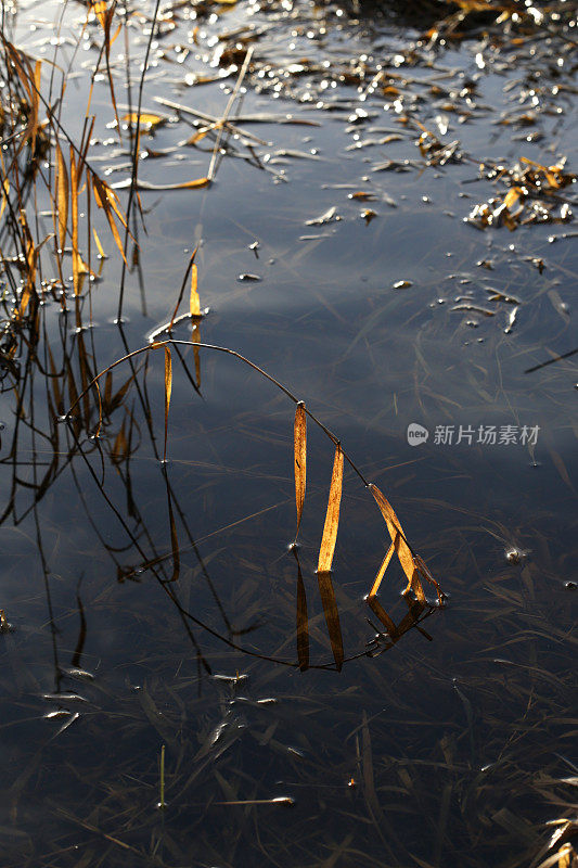 水中高草的倒影，加拿大，秋天的早晨