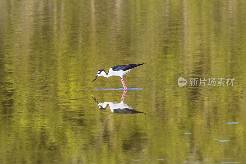 弗罗里达州火烈鸟回声池塘的高跷饮用水