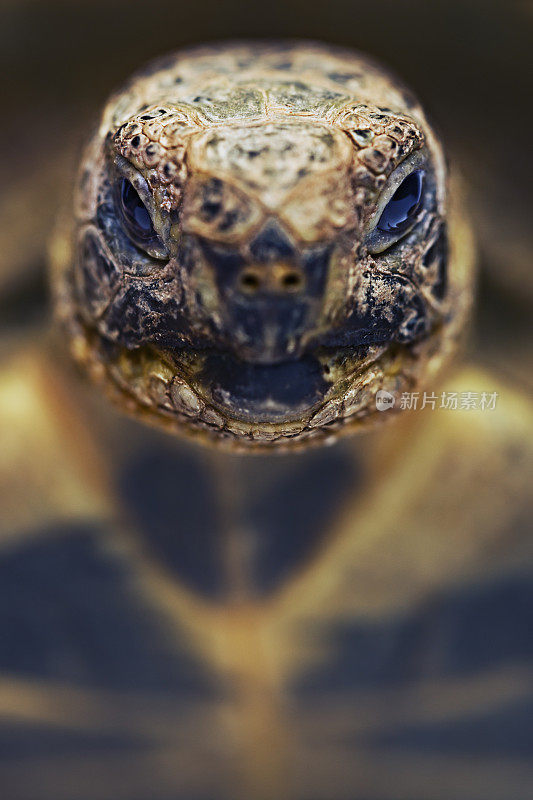 乌龟的肖像