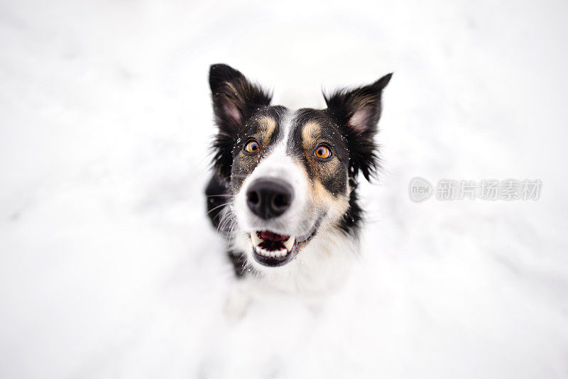 爱雪