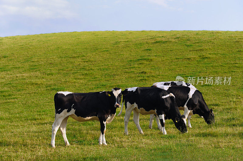 一群在苏格兰山坡上吃草的牛