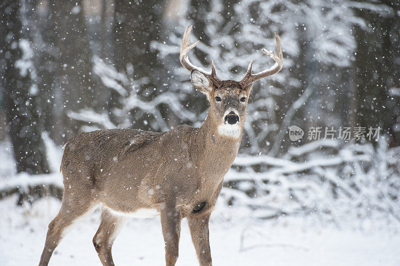 一只公鹿站在雪地里