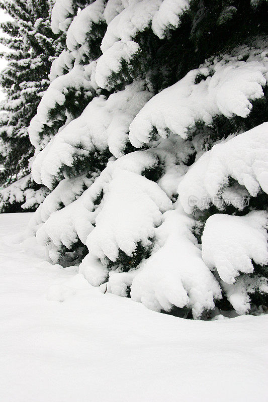 雪荷载枞树