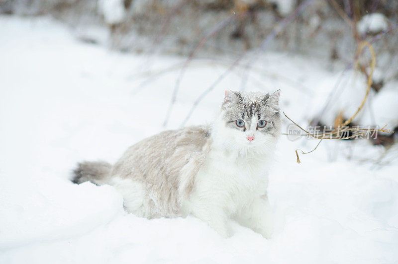 雪地里的缅因猫