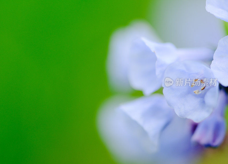 弗吉尼亚蓝铃花的特写