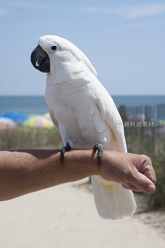 沙滩上的白凤头鹦鹉