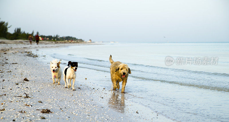 沙滩上的三只狗