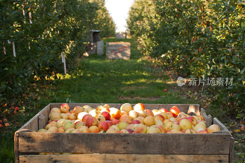 果园里的苹果箱