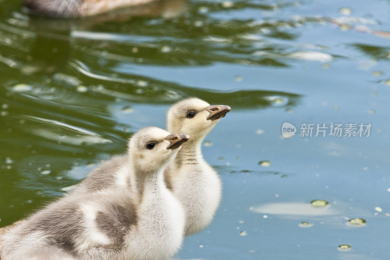 两个鸭子