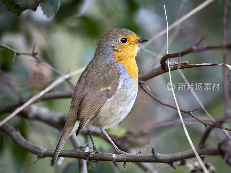 欧洲罗宾(红心rubecula)