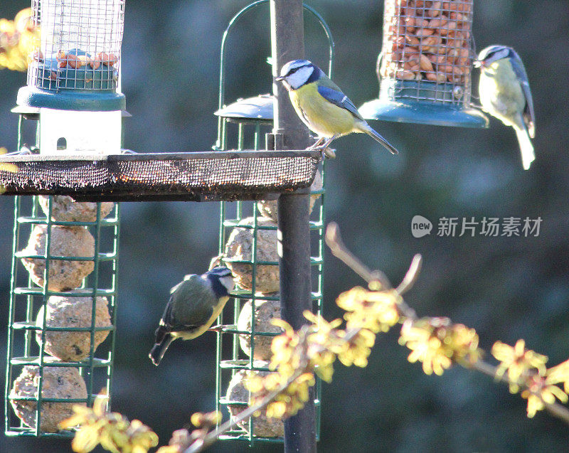 野生蓝山雀在吃花生、肥球、花园饲养站