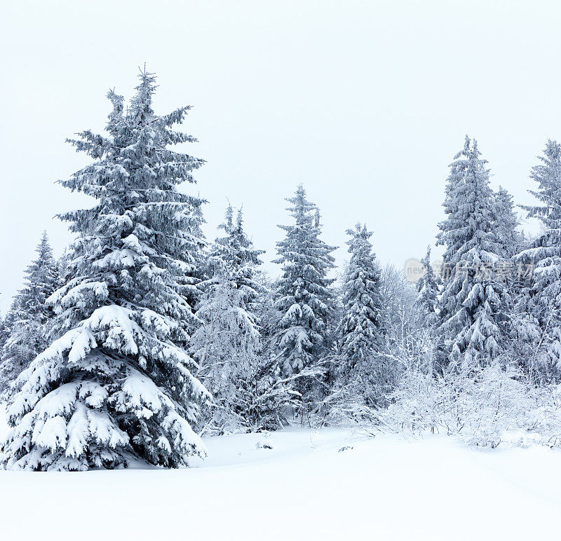 冬天的风景有雪冷杉树