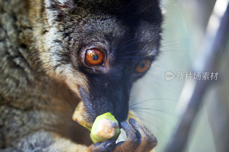 马达加斯加:Andasibe-Mantadia国家公园的棕色狐猴
