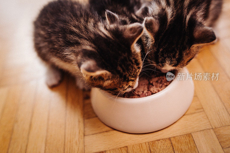 小猫们一起吃同一个碗里的食物