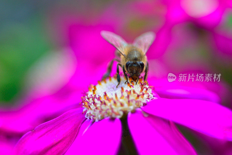 蜜蜂从花中采集花蜜