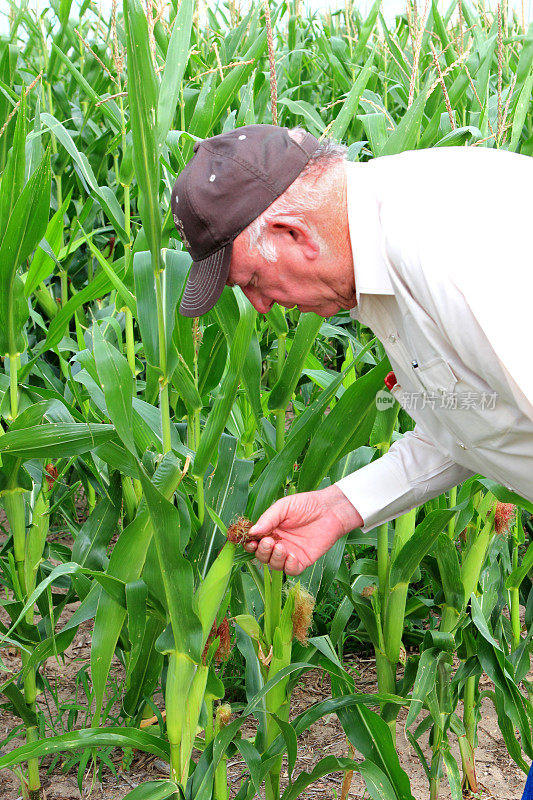 农业:农民在田间检查他的玉米作物