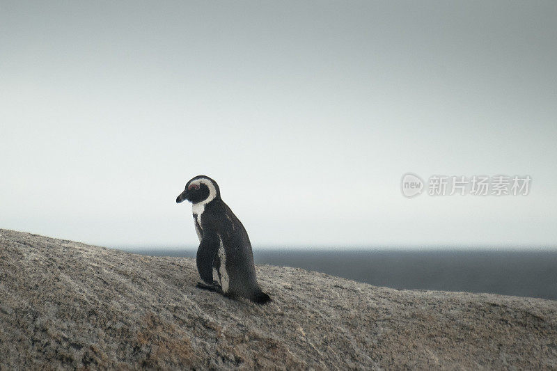 孤独,悲伤的企鹅