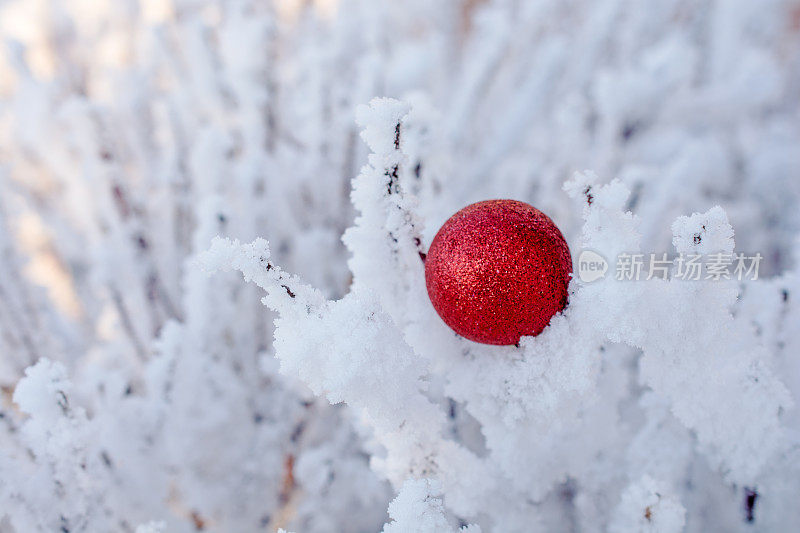 结霜松树上的红色圣诞球