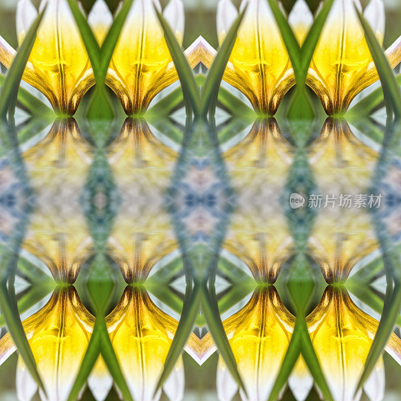 美丽的塔达郁金香花宏观超现实形状对称的万花筒