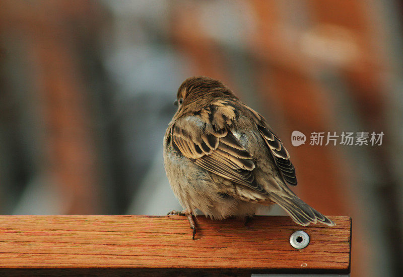 把麻雀放在椅子上