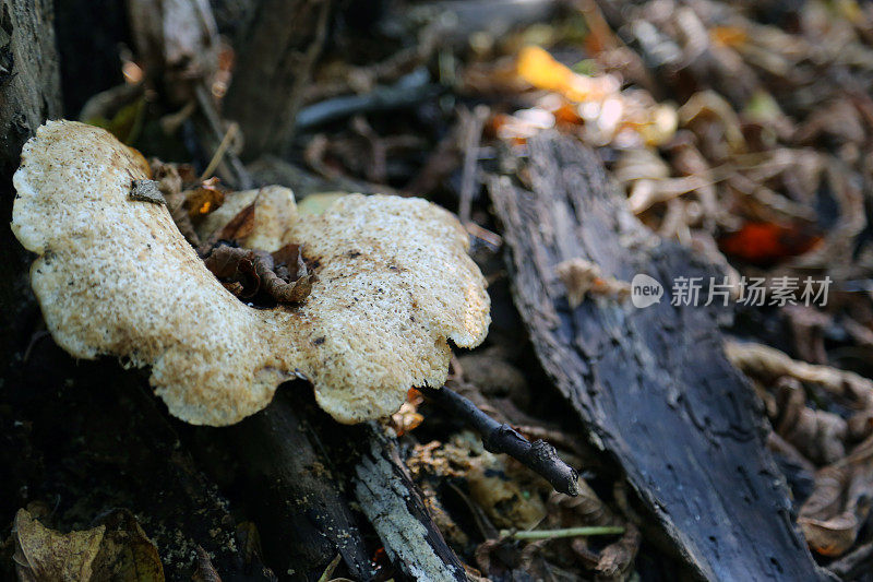 加拿大:唐河谷的真菌