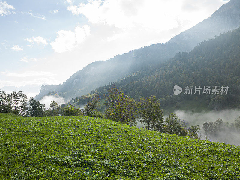 山上草甸薄雾，日出