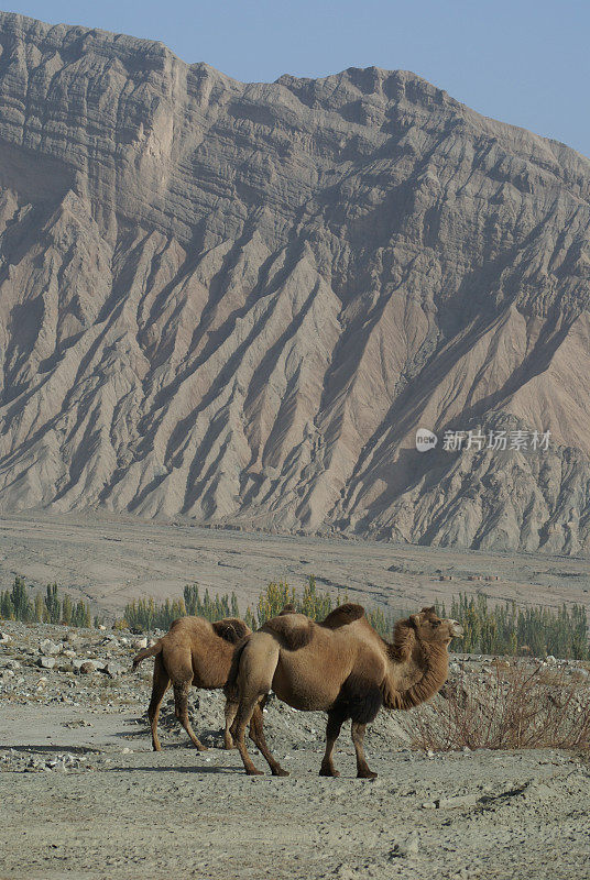 野骆驼,中国