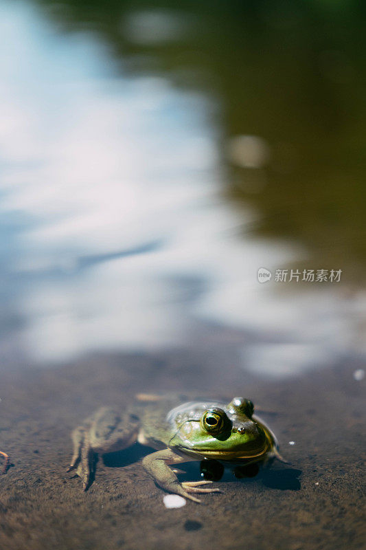 湖中的青蛙