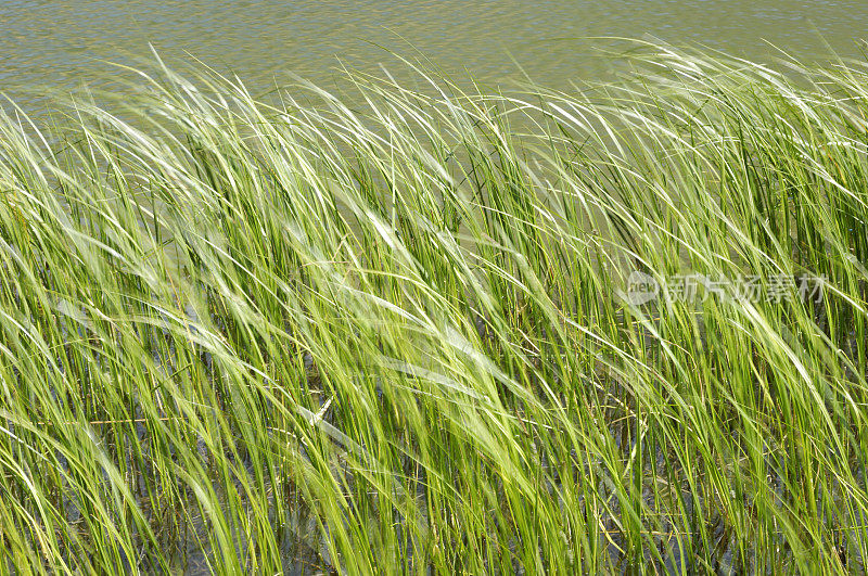 生长在高乡村湖的草