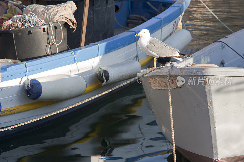 渔船上的海鸥