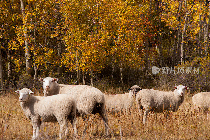 绵羊放牧白杨树和草地马冈特高原犹他州