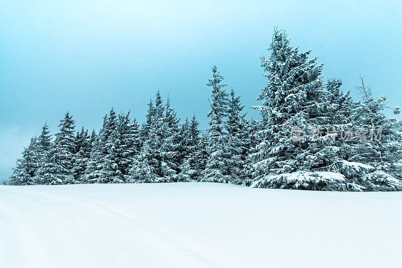 美丽的冬季景观和白雪覆盖的树木