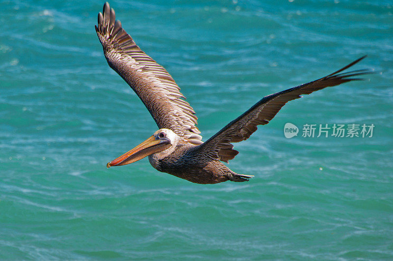 飞行鹈鹕