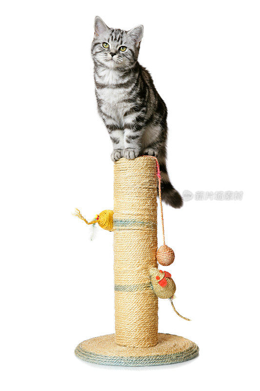 漂亮的小猫在抓挠柱(孤立在白色)