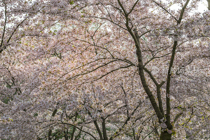 春天的时间。粉红色的樱花林，花见