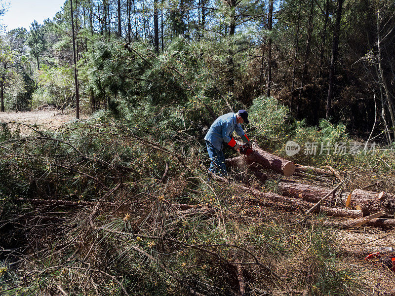 在德克萨斯州的森林地区，一名男子用链锯切割木材。