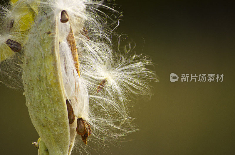 乳草属植物的种子荚