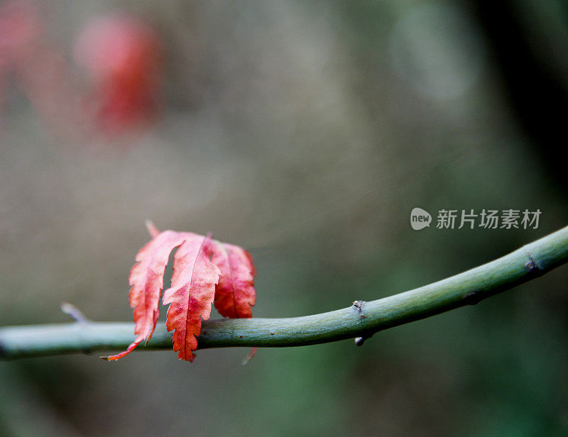 干燥的枫叶