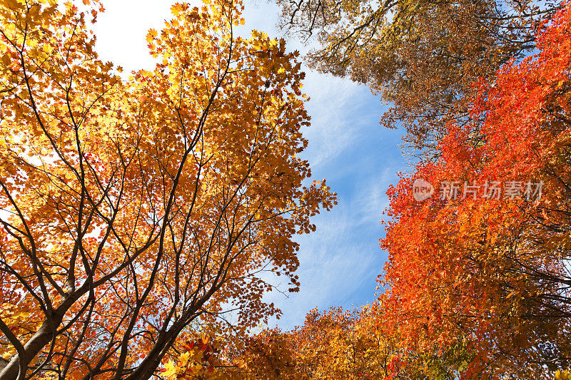 色彩斑斓的秋树映衬着蓝天