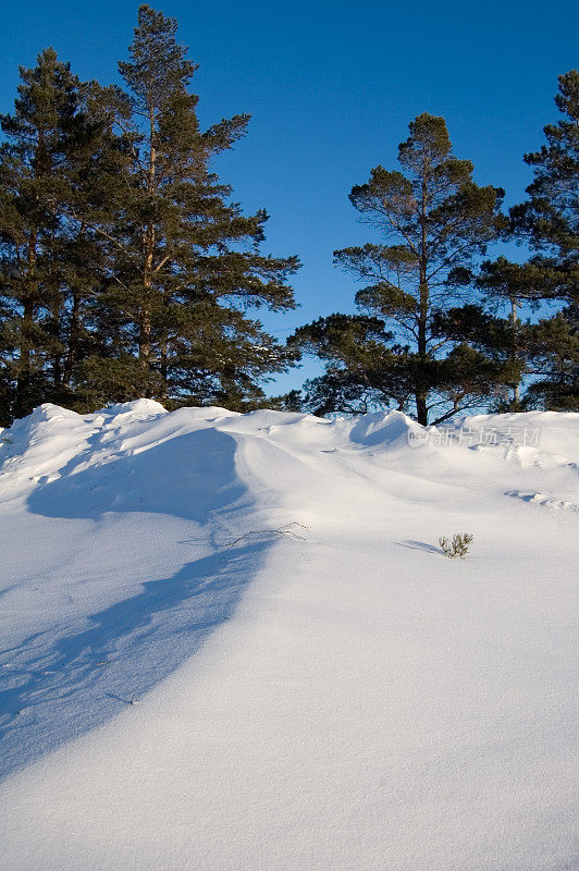 雪堆和松树