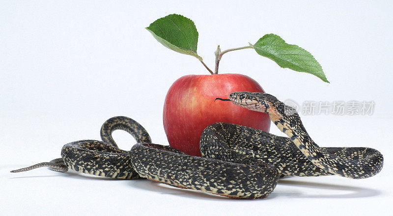 苹果与蛇(圣经)